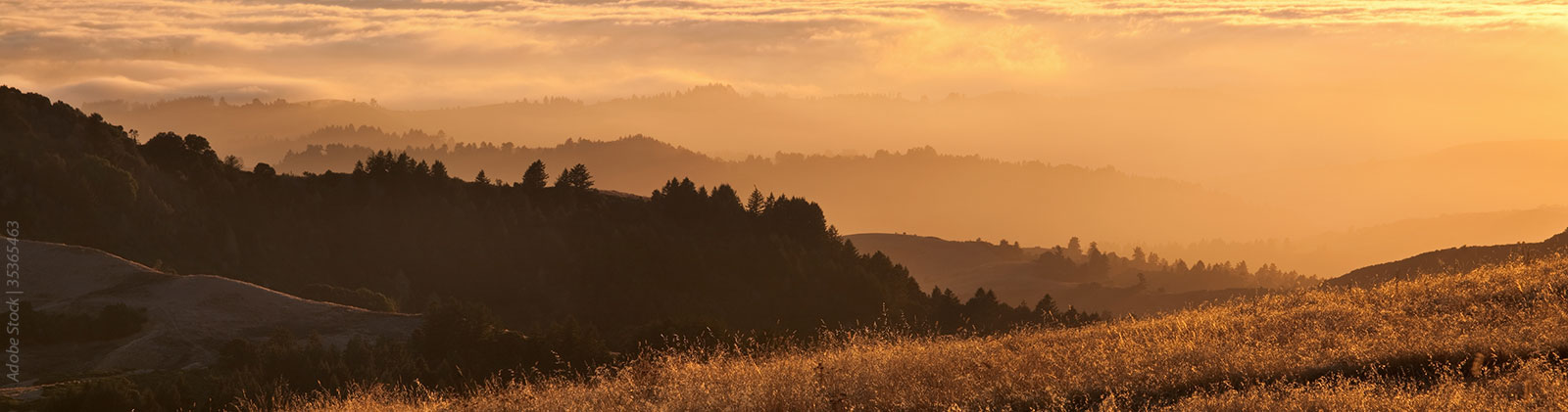rolling hills covered with grass, trees and fog